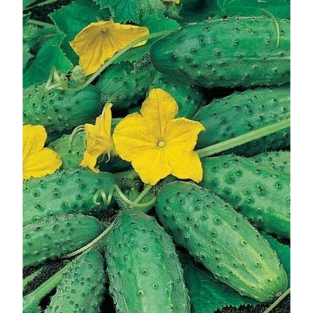 Огірок Кум та кума F1 3г