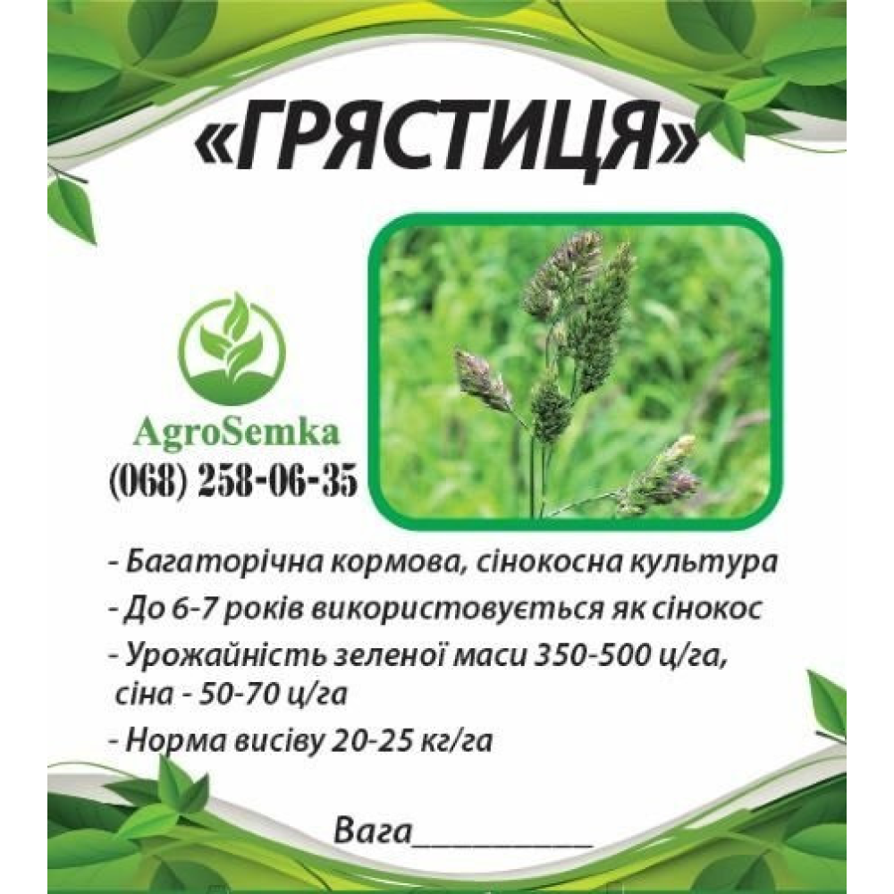 Насіння Грястица (Їжа збірна) сінокісна багаторічна посівна, 1кг