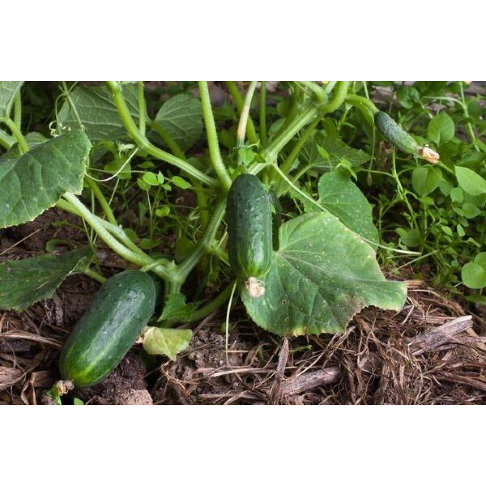 Огірок Заначка F1 3г