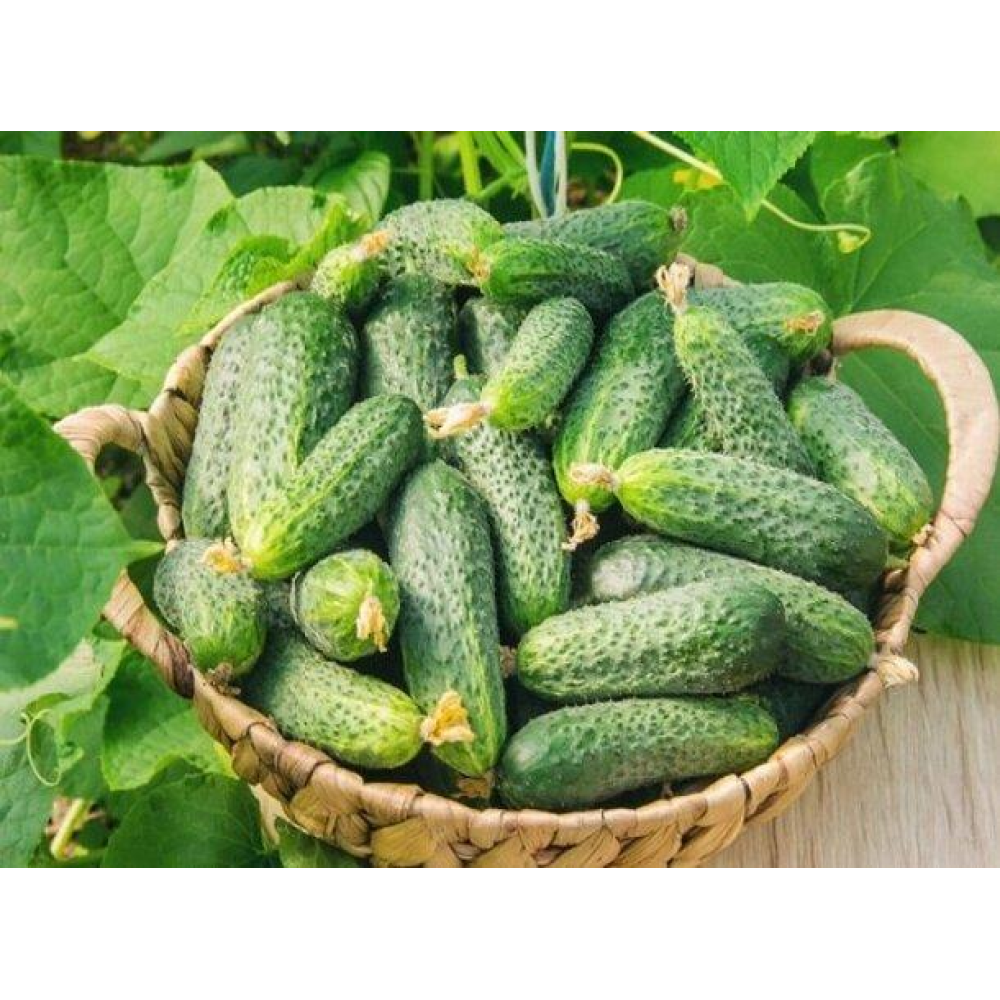 Ніжинський огірок 5г