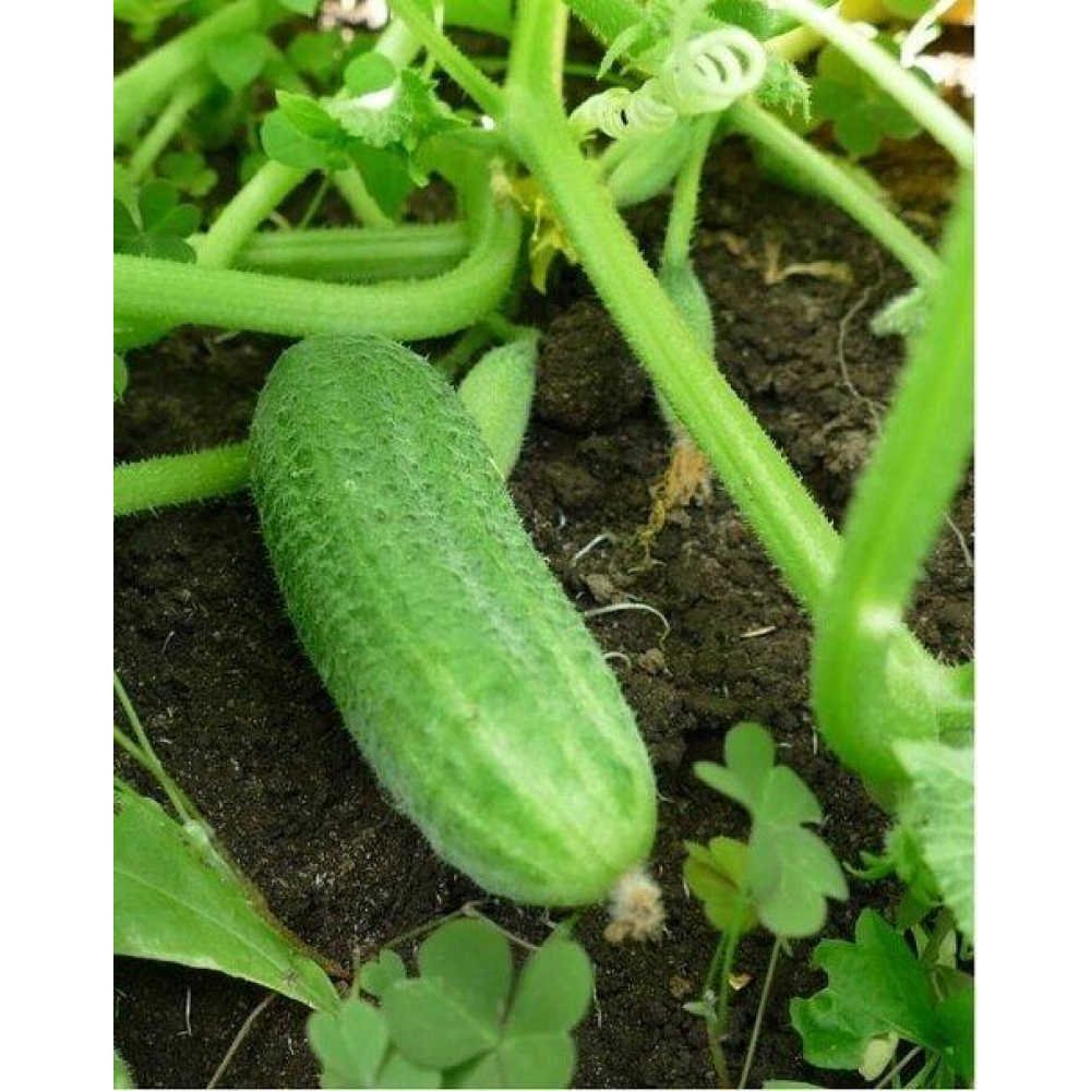 Огірок Ребятки з грядки F1 15 шт