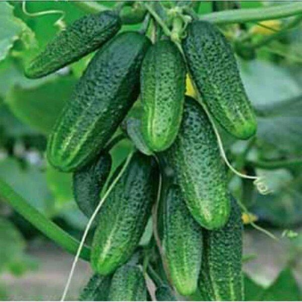 Огірок Сусіду на заздрість 15  шт