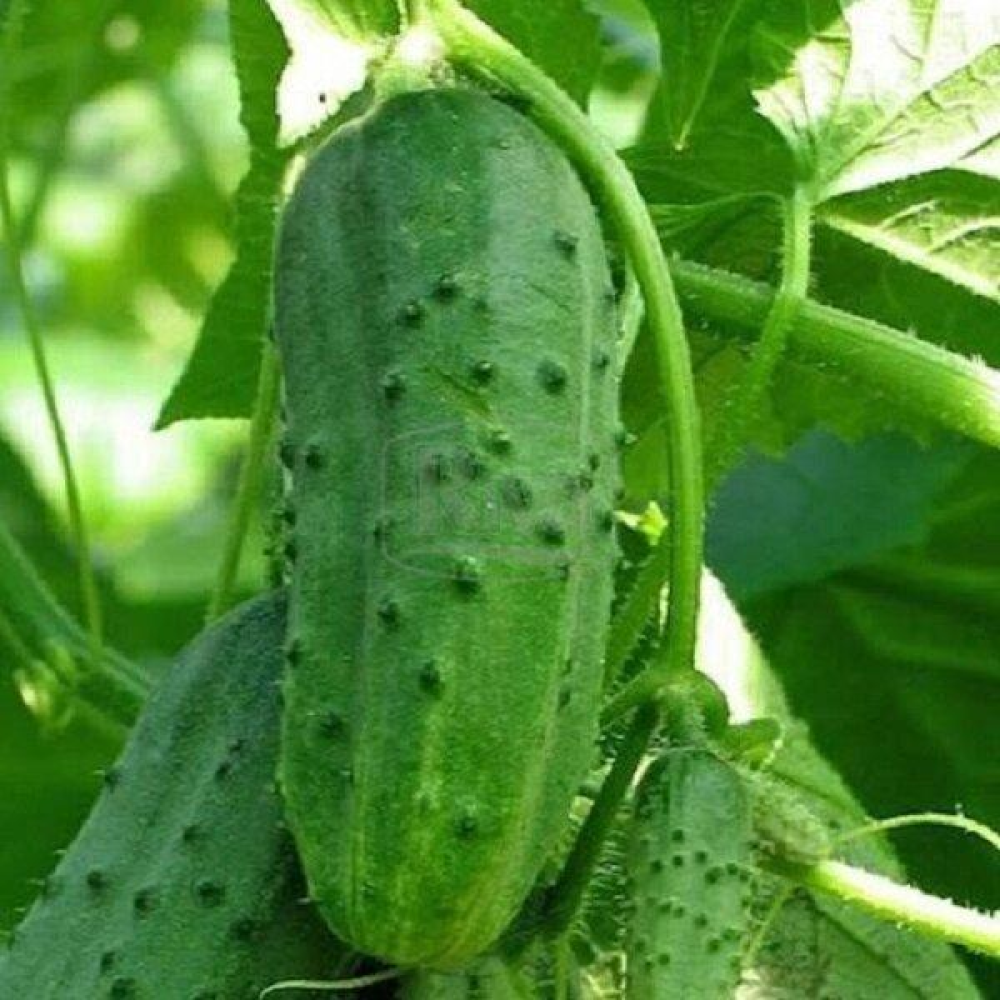 Огірок Тітус F1 15 шт