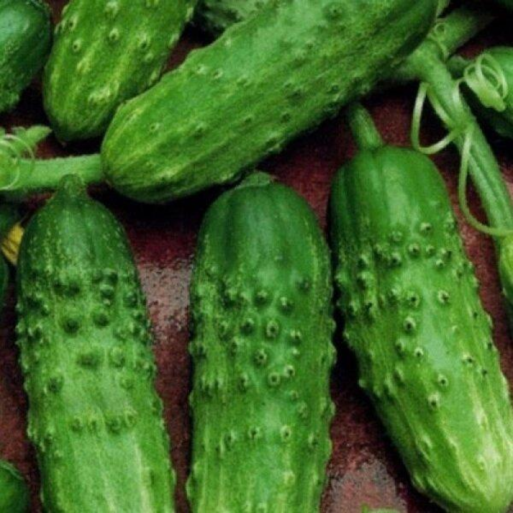 Огірок Фенікс 640 5г