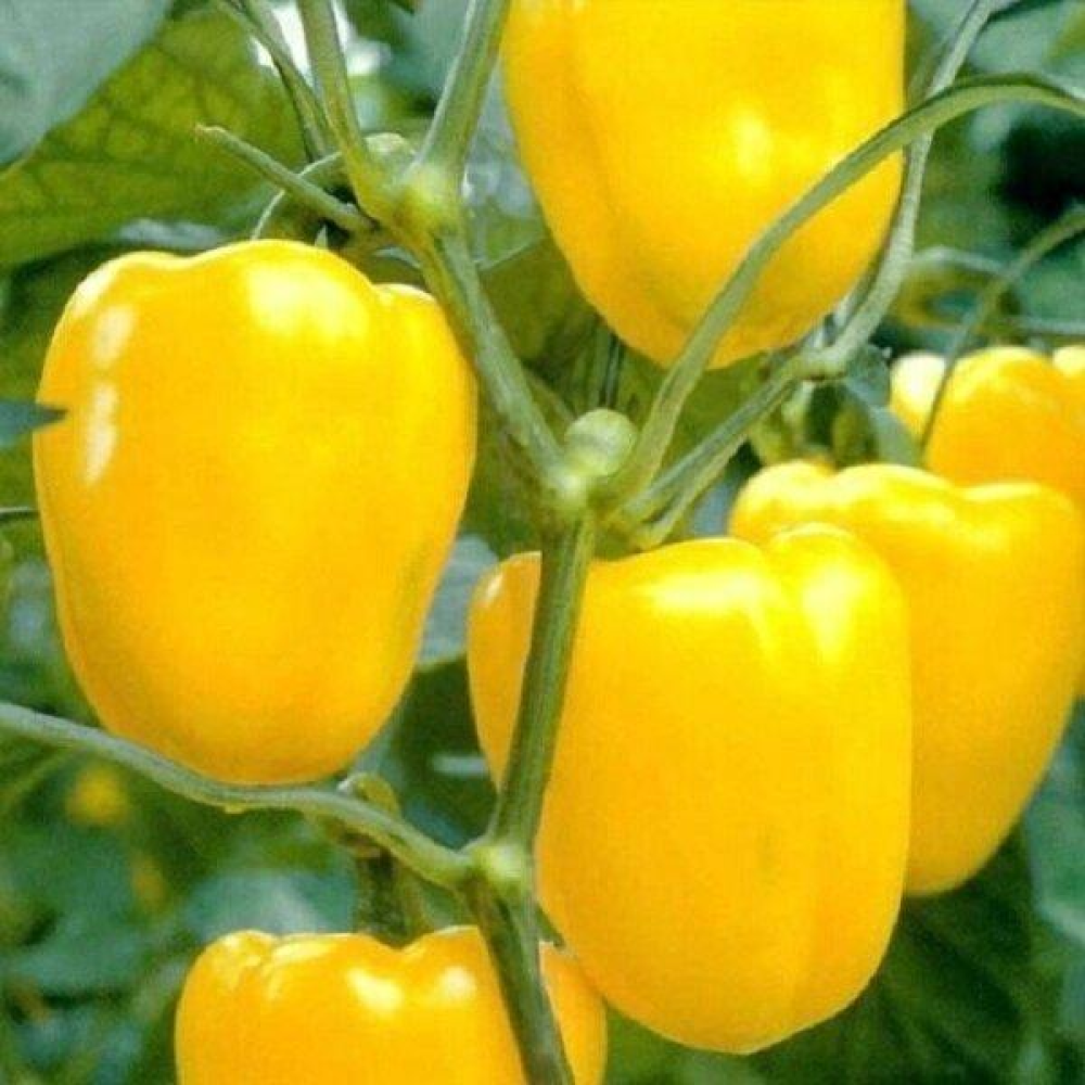 Перець Альба 0,3 г