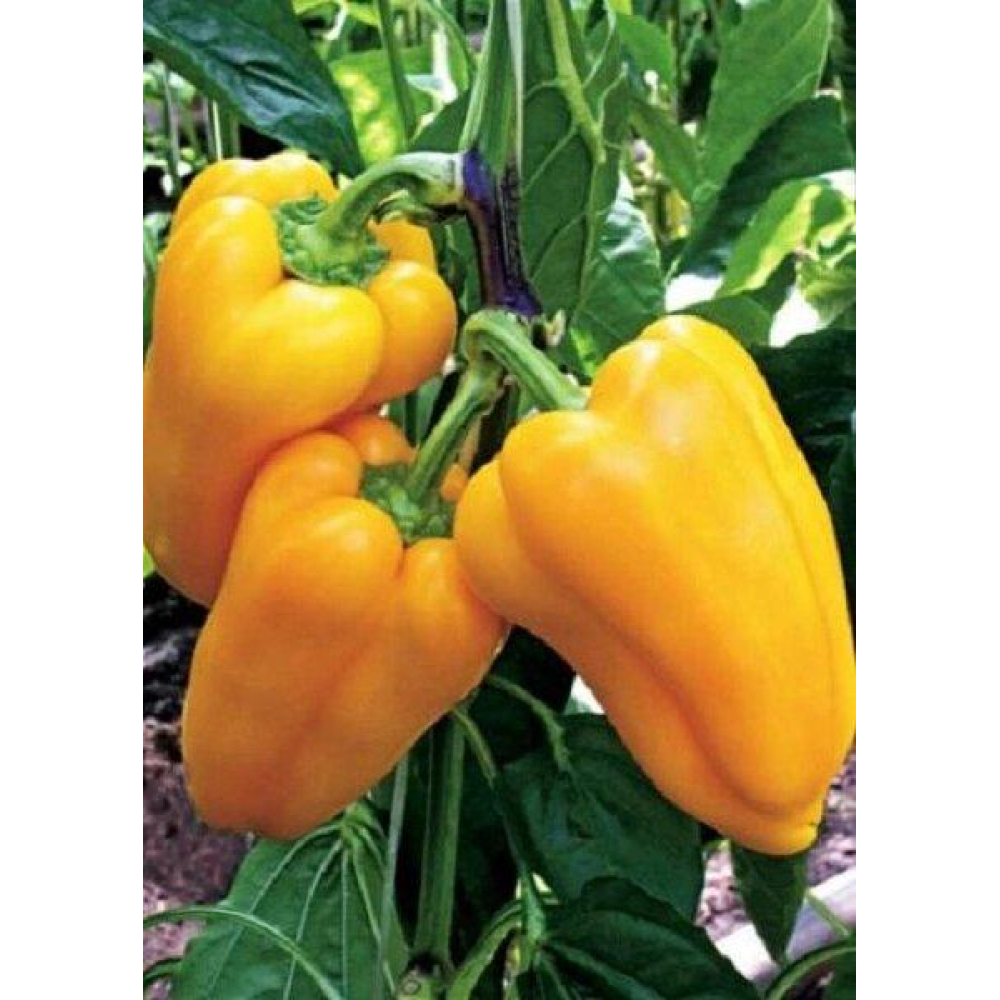 Перець Гладіатор 0,3 г