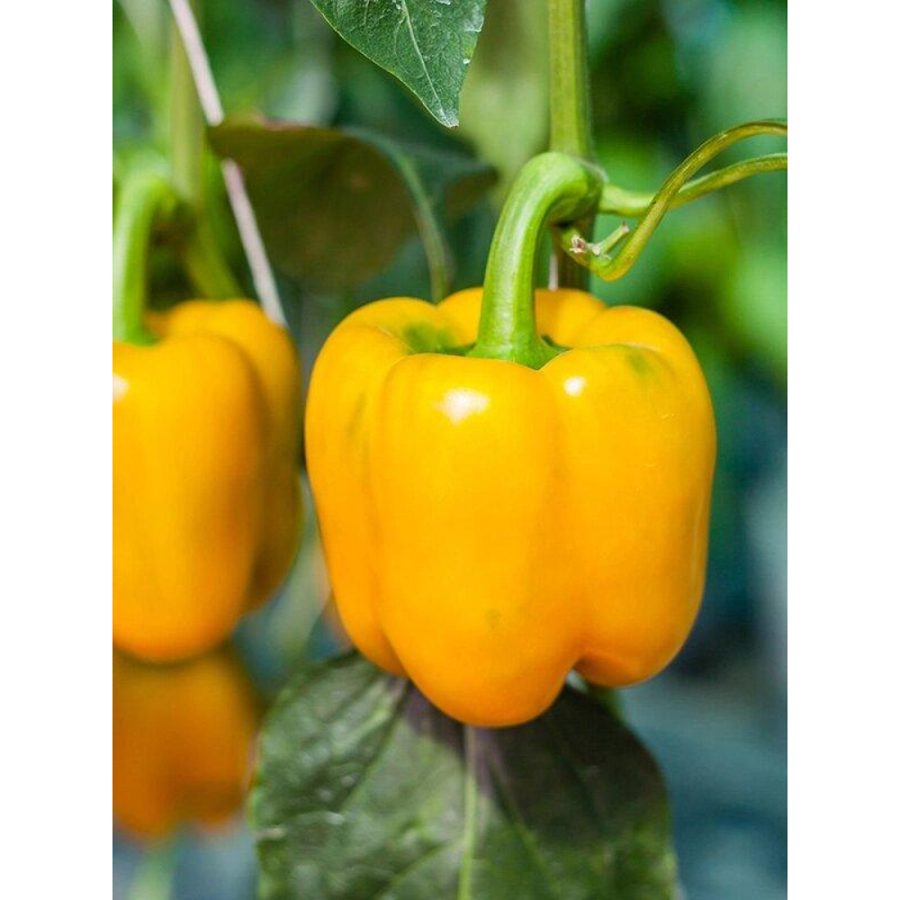 Перець Каліфорнійське чудо жовте 0,3 г