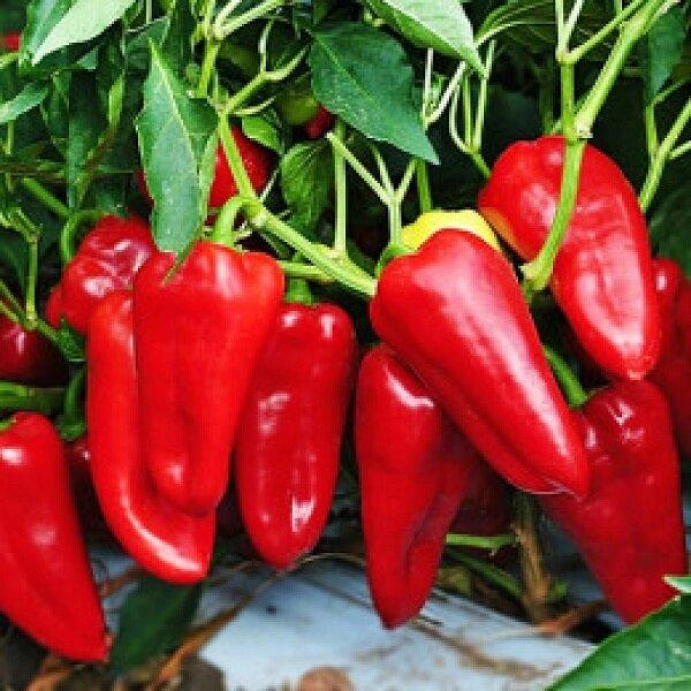 Перець Пастух 0,3 г