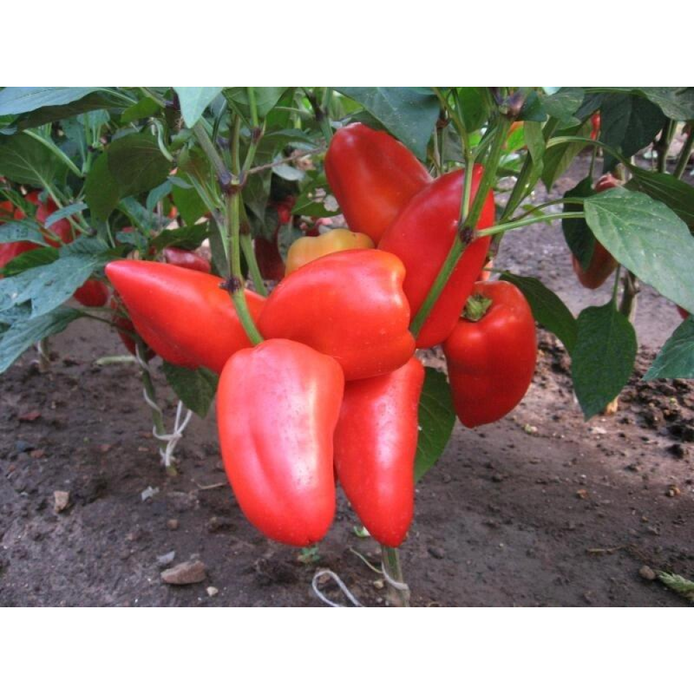 Перець Подарунок Молдови 0,3 г