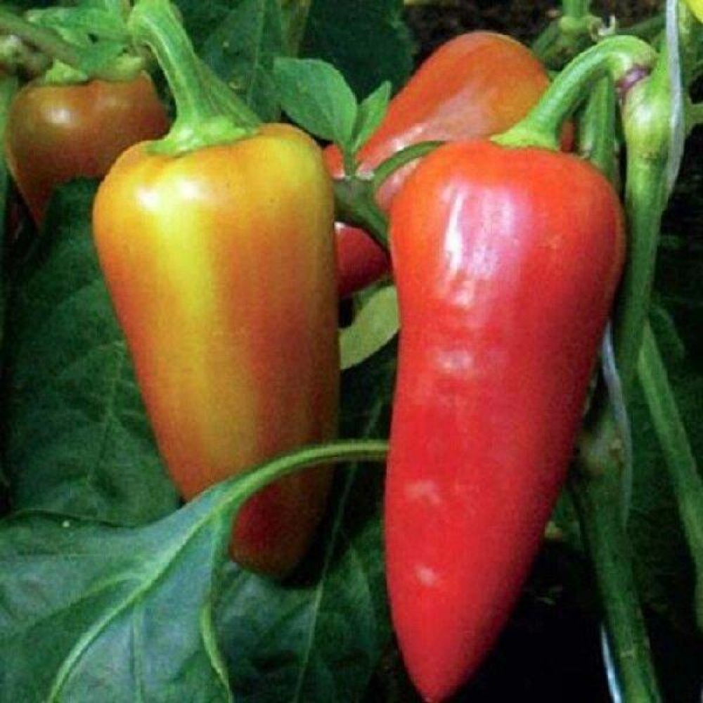 Перець Султан 0,3 г