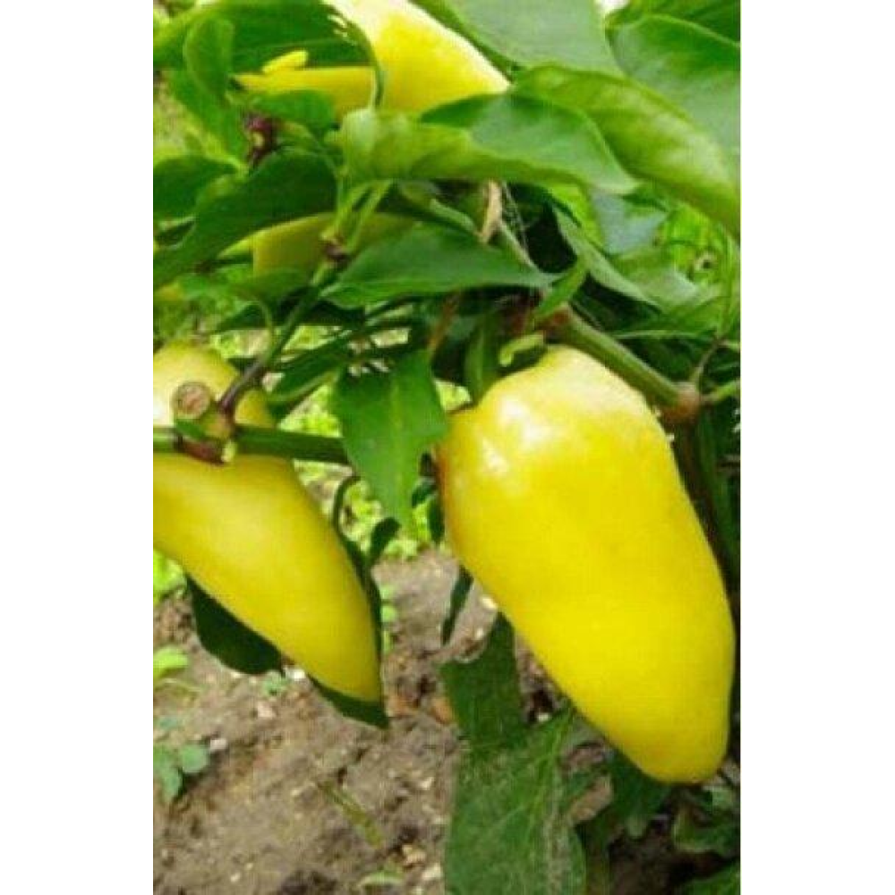 Перець Фехер 0,3 г