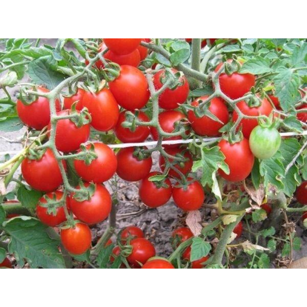 Насіння Томат Видимо не видимо 0,1 г