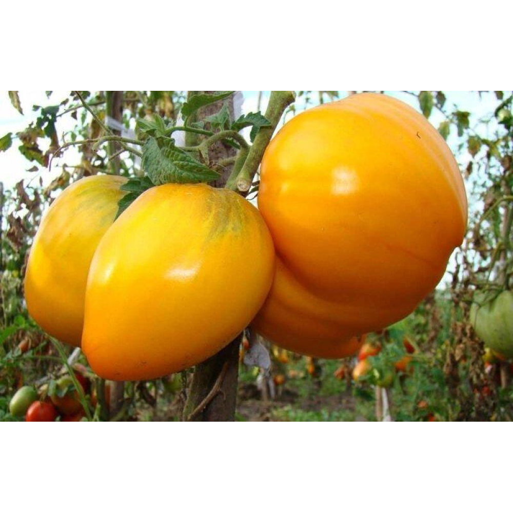 Томат Волове серце золоте 0,1 г