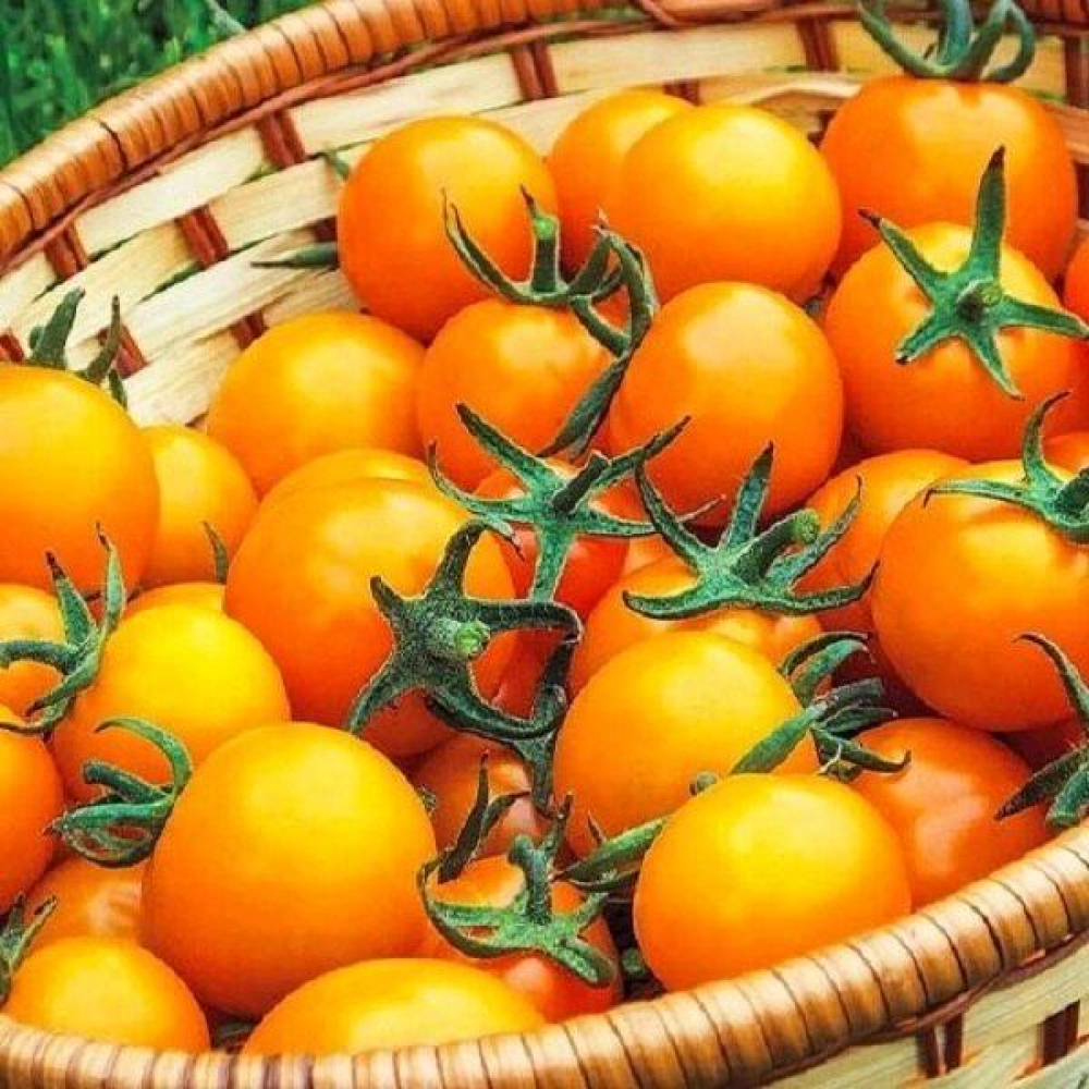 Томат Золотий Горіх 0,1 г