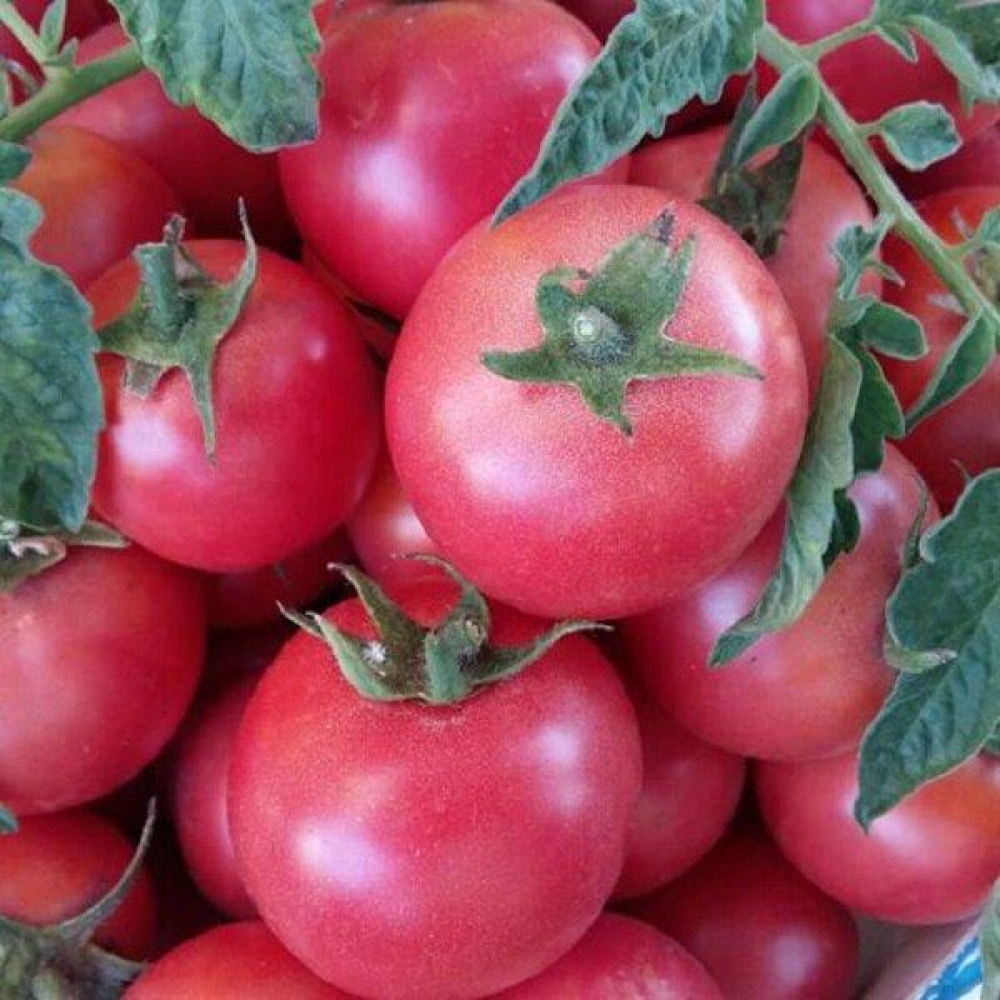 Томат Ляна рожева 0,1 г