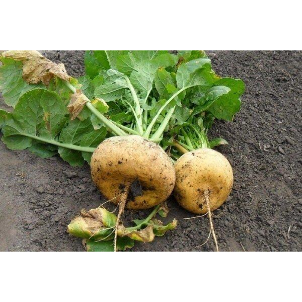 Ріпа Петровська 2г