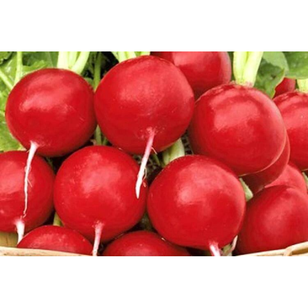 Редиска Рубін 3г