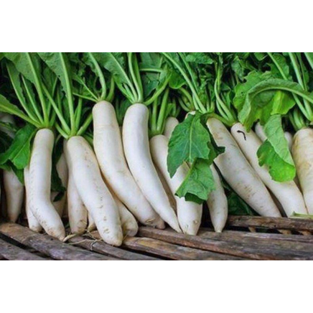 Редька Дайкон Миновазе 2г