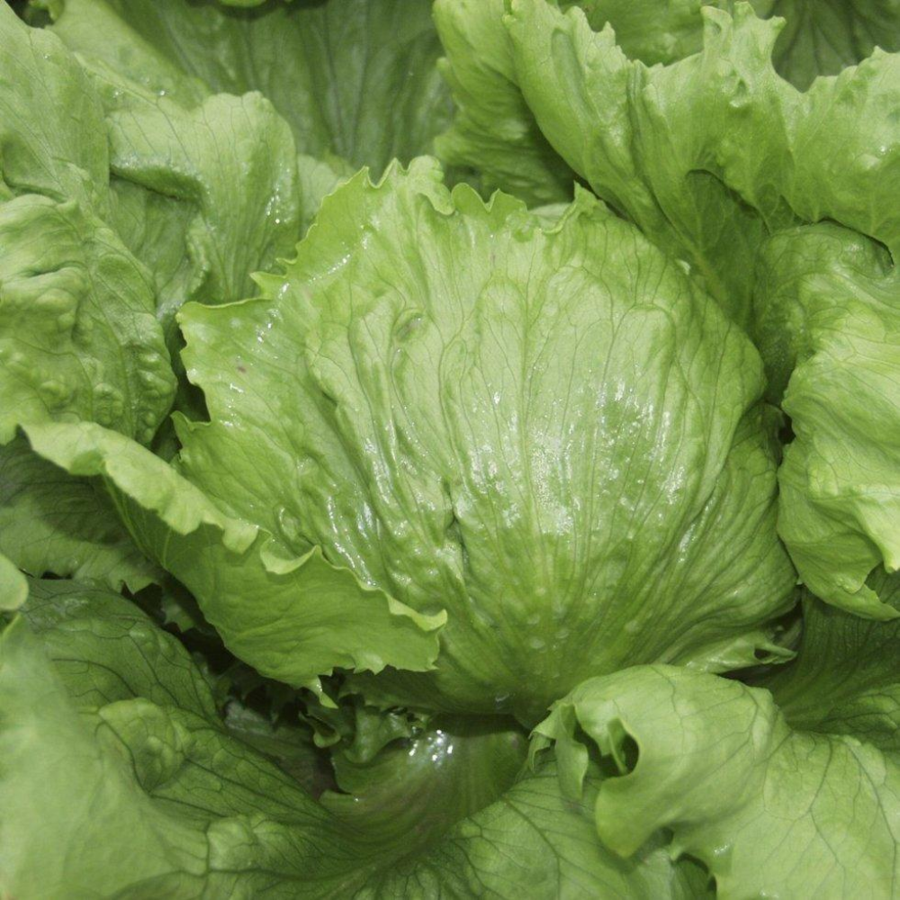 Салат Иванкар 30 шт /Wing Seed