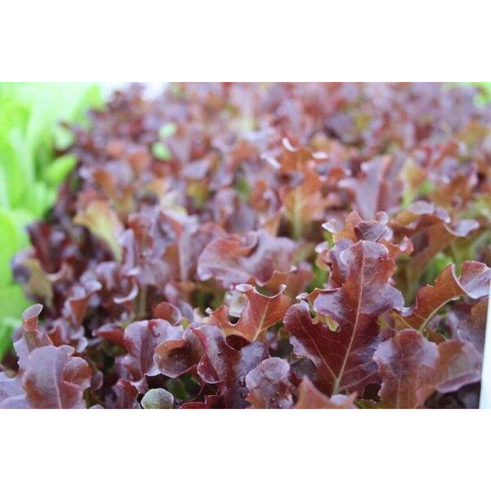 Салат Апачі 1г