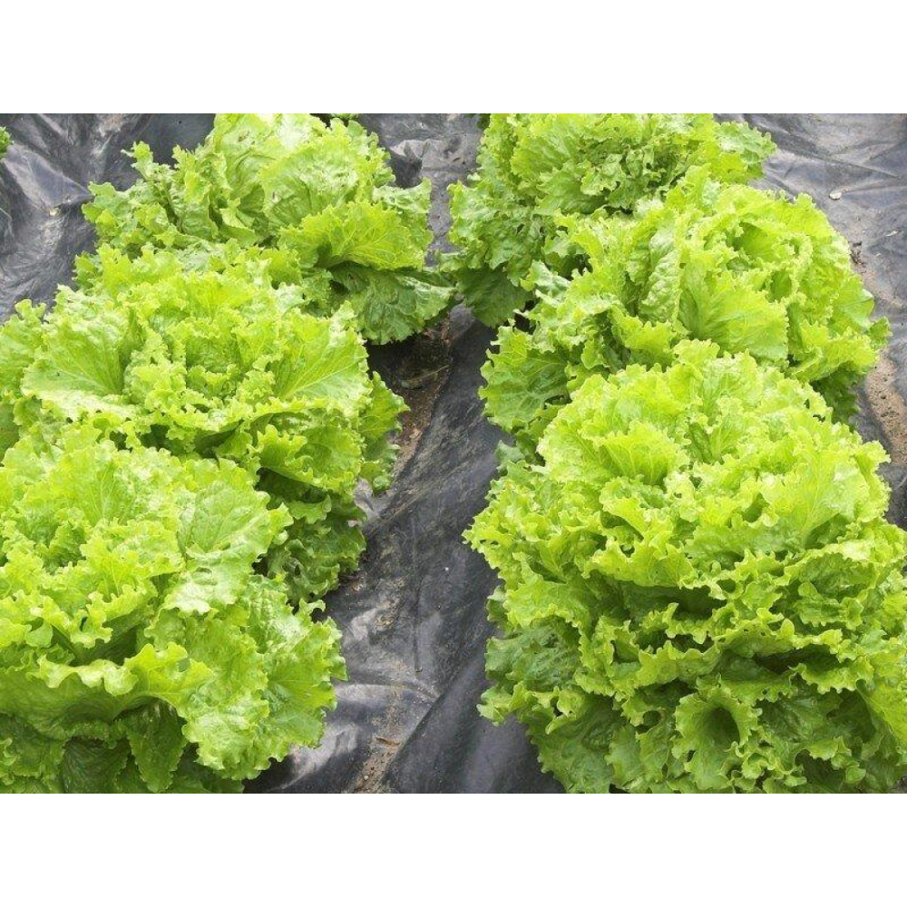 Салат Лолла Біонда 1г