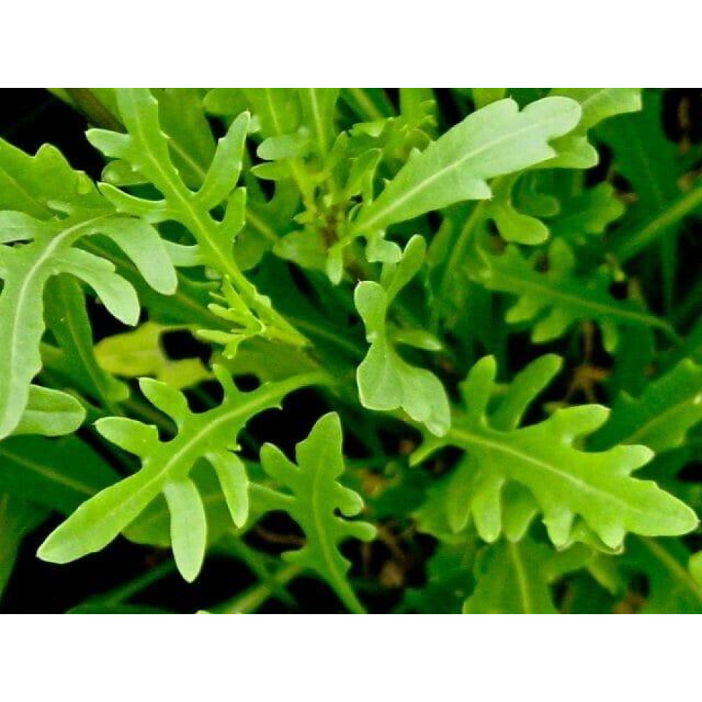 Насіння Салат Рукола Попелюшка 2г