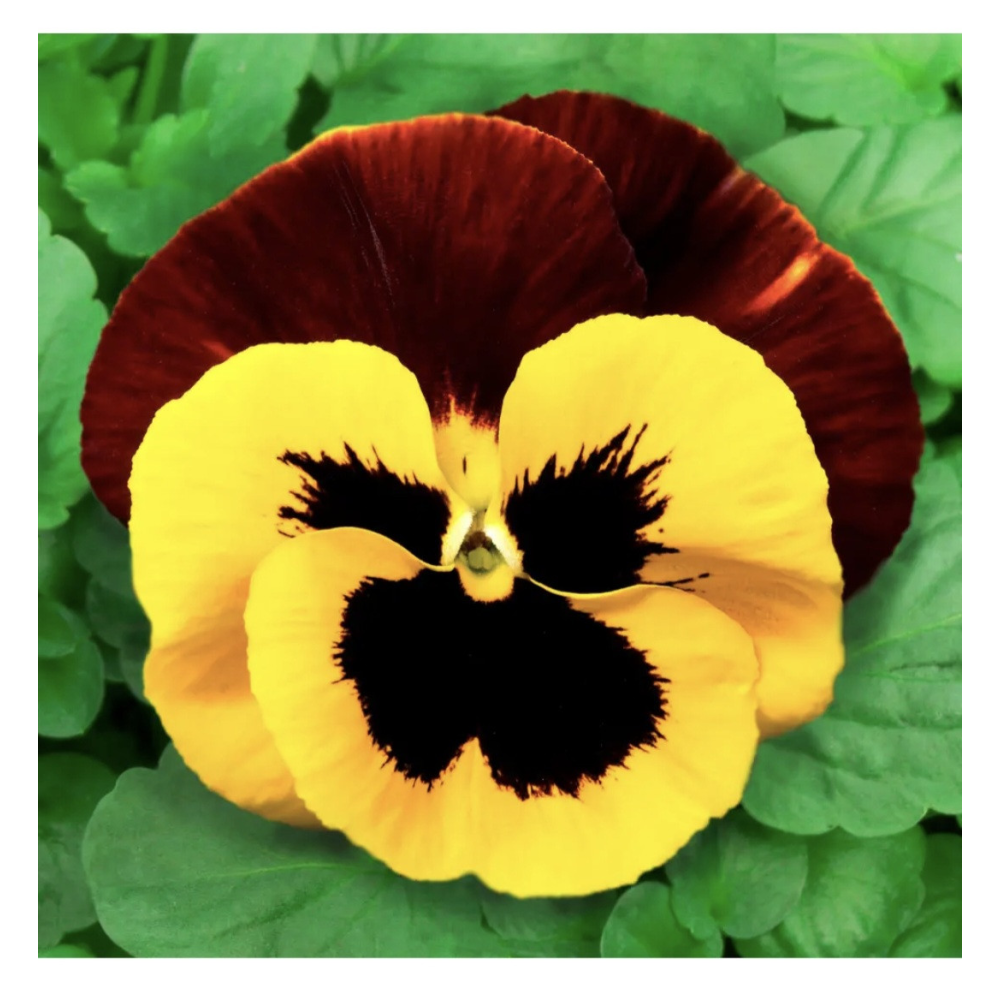 Віола віттрока Фенікс  / Hem Genetics