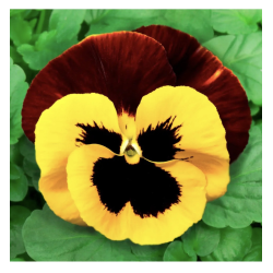 Віола віттрока Фенікс  / Hem Genetics