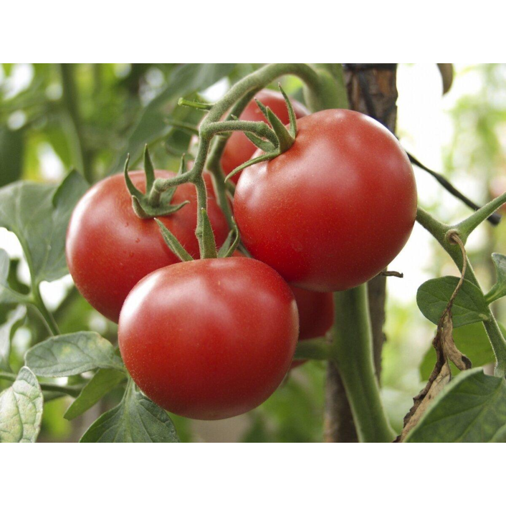 Насіння Томат Зодіак F1 8 шт / Nong Woo Bio