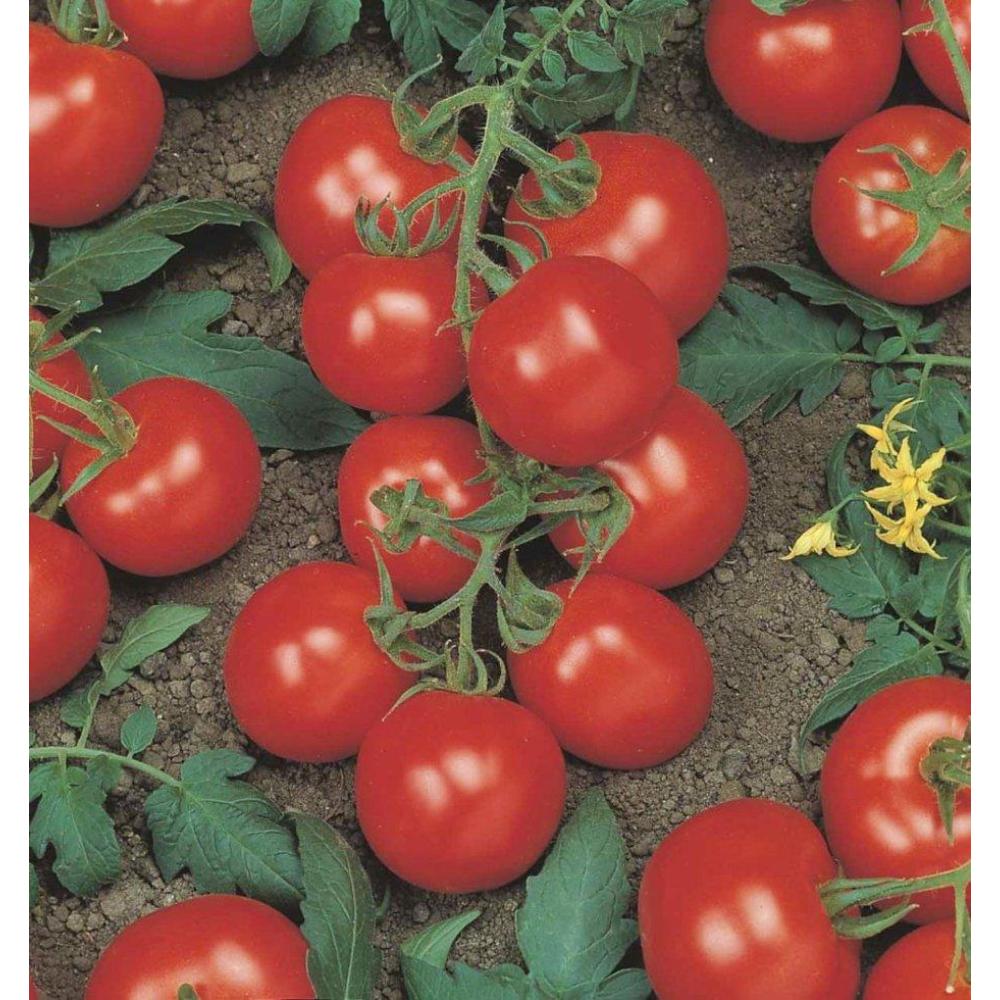 Томат Річі F1 0,05 г / Bejo Zaden