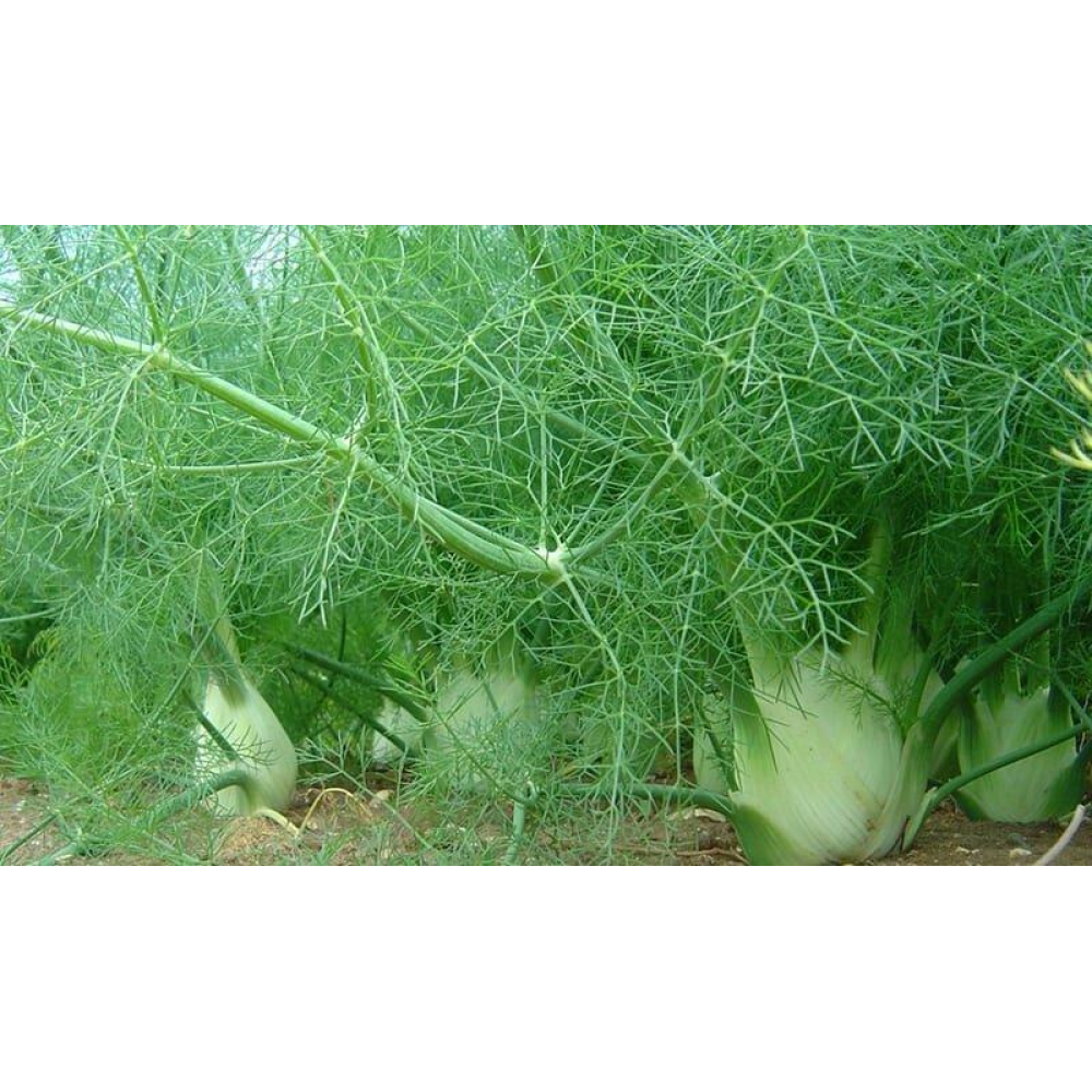 Фенхель 0,5 г