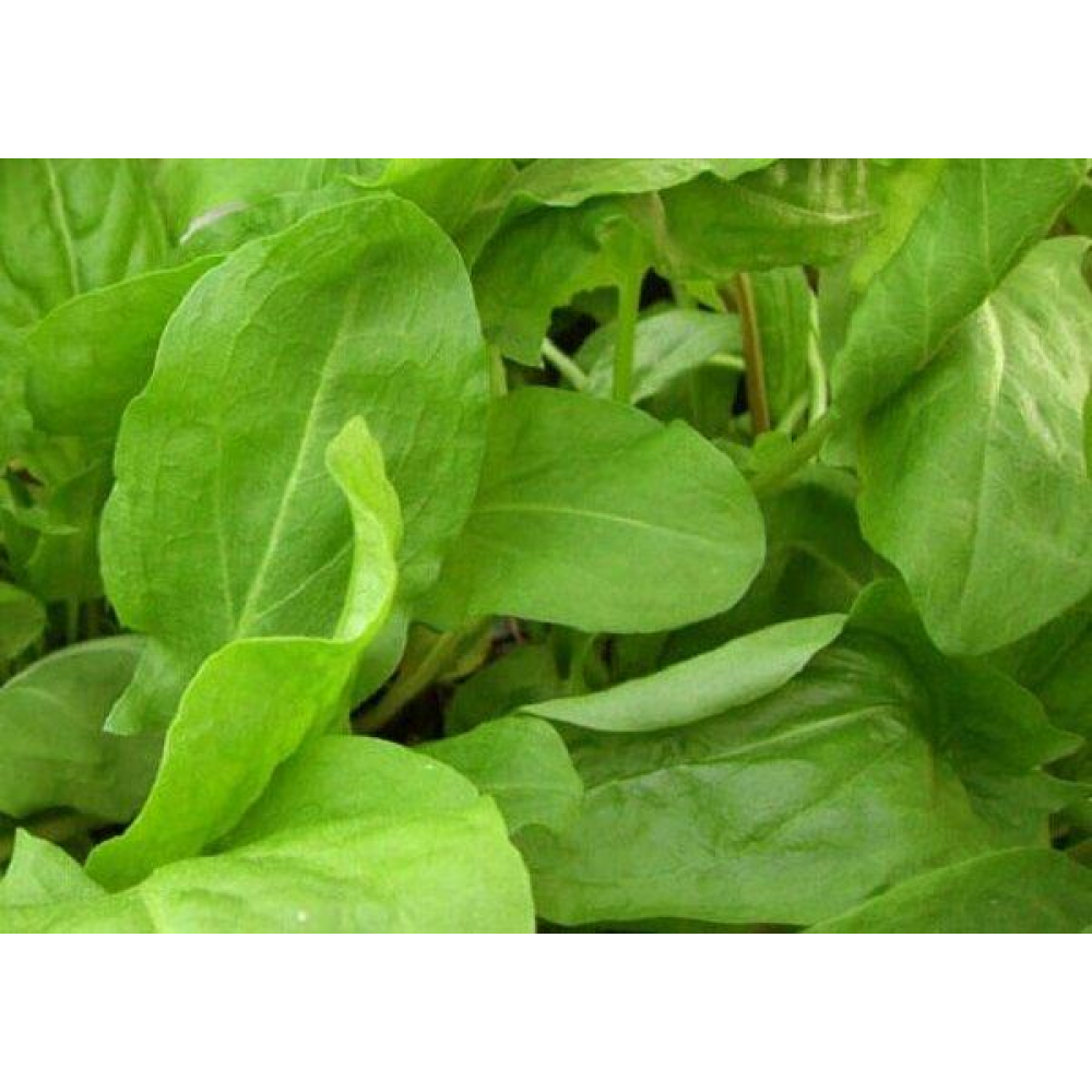 Щавель Широколистий 1г