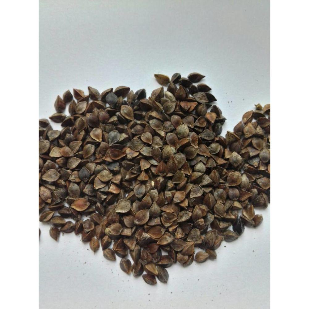 Насіння Гречиха( Гречка) посівна, 1кг