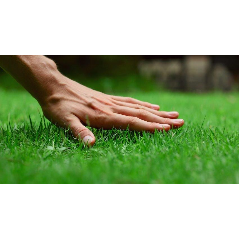 Трава Газон універсальний (10кг)