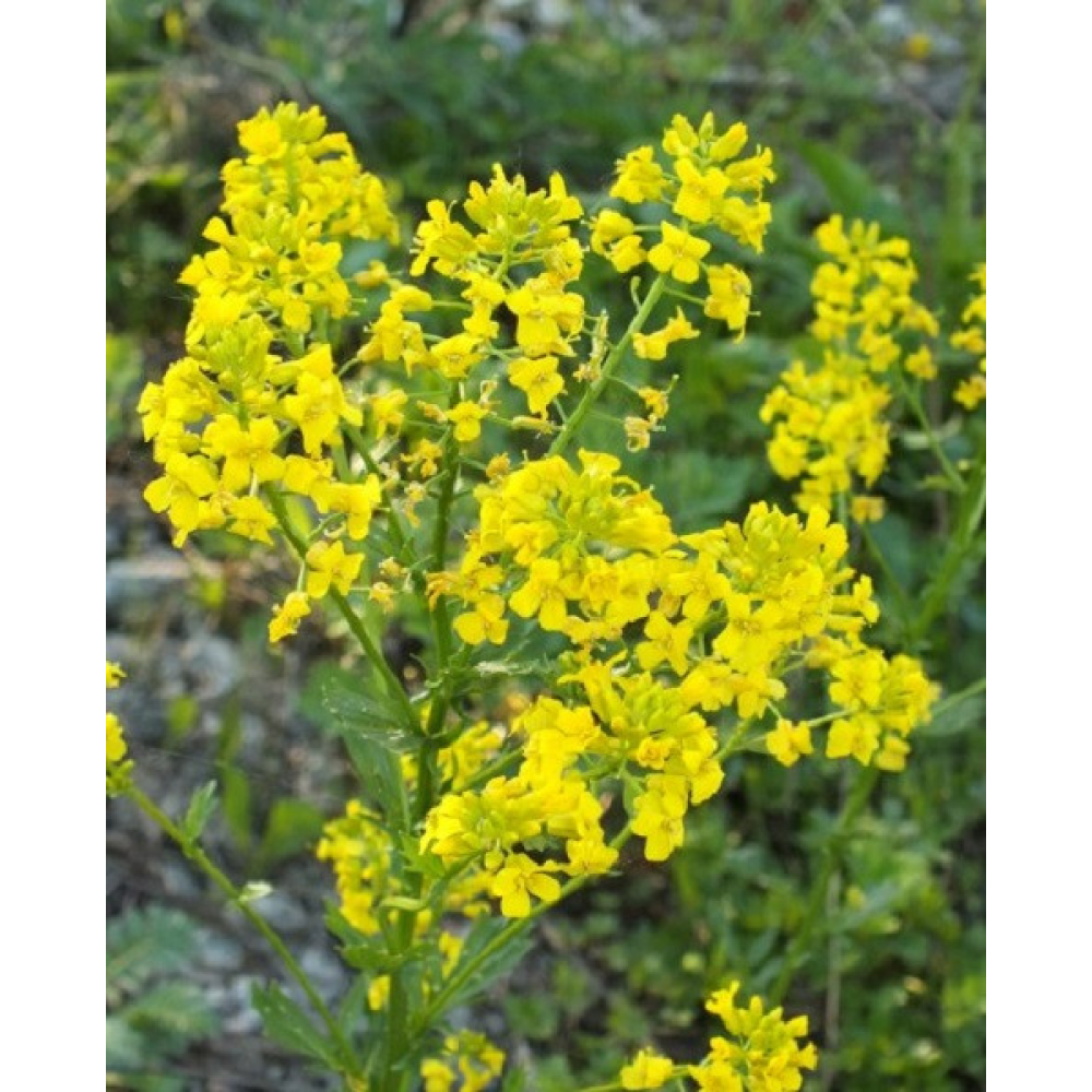 Трава Горлиця озима (Суріпиця), сидерат 1кг