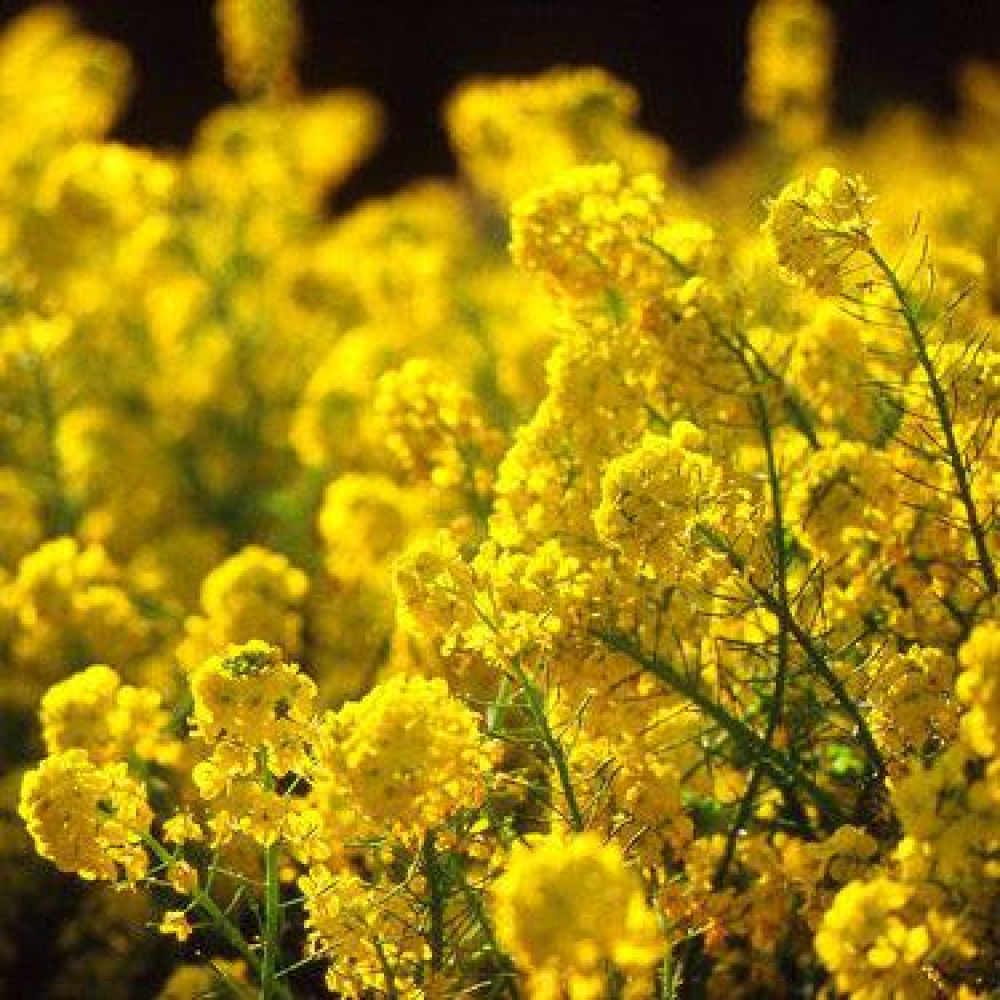 Трава Горлиця озима (Суріпиця), сидерат 1кг