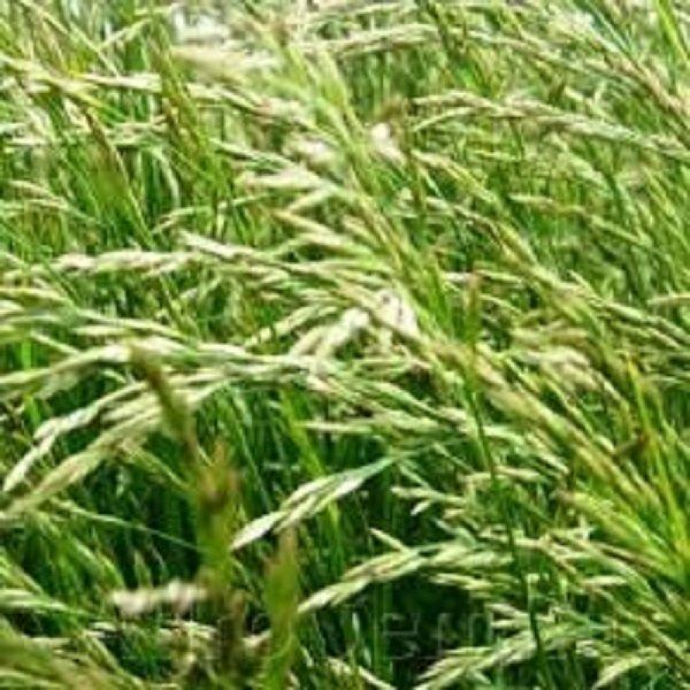 Насіння  Овсяниця ,1кг