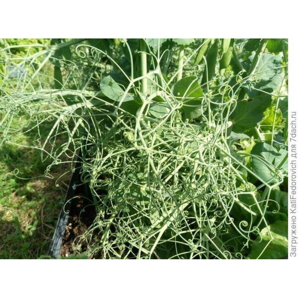 Насіння Горох Самі з вусами 20 г