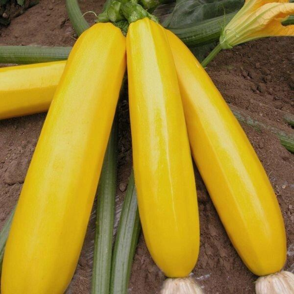 Кабачок Золотий дракон 20г