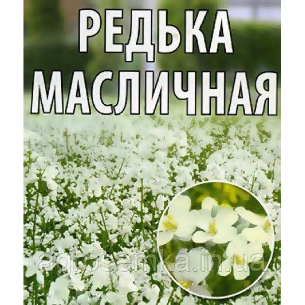 Насіння Редька олійна (сидерат, кормова культура, добриво) 1кг/урожай 2023 р