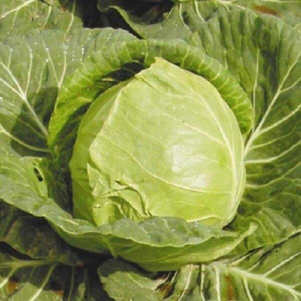 Капуста Іюнська 5г