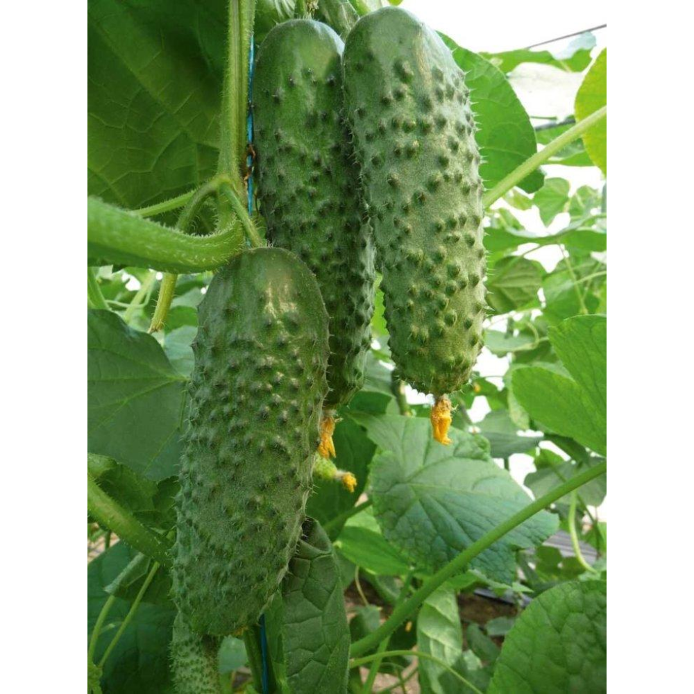 Огірок Артист F1 10шт / Bejo Zaden