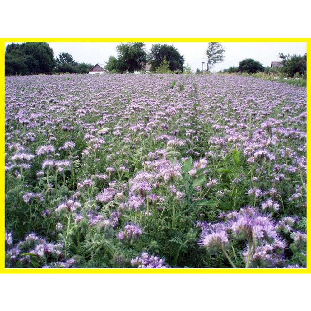 Насіння Фацелія, медонос, сидерат 1кг урожай 2024 р