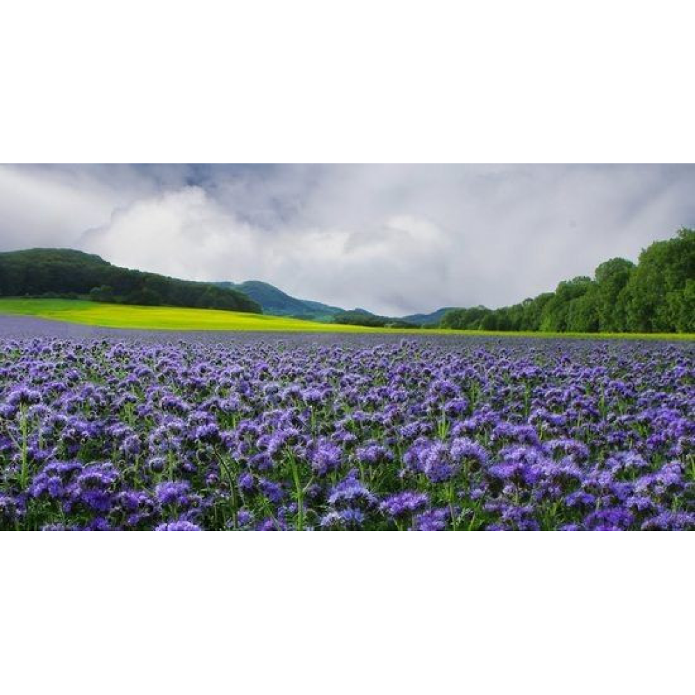 Насіння Фацелія, медонос, сидерат 1кг урожай 2024 р