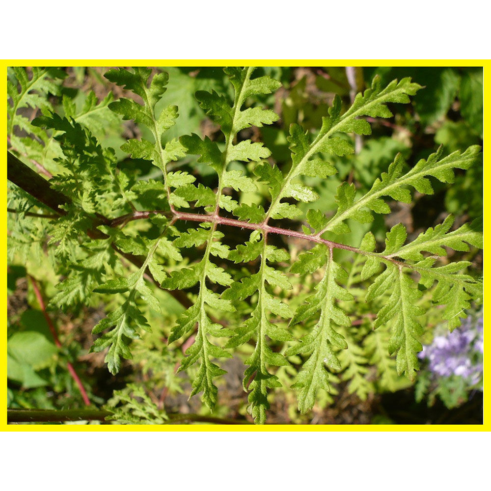 Насіння Фацелія, медонос, сидерат 1кг урожай 2024 р