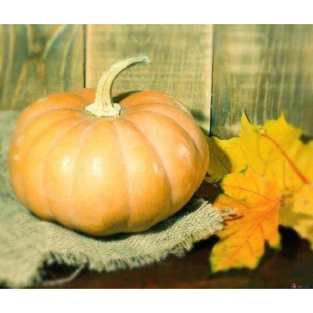 Насіння Гарбуз Лель 10шт