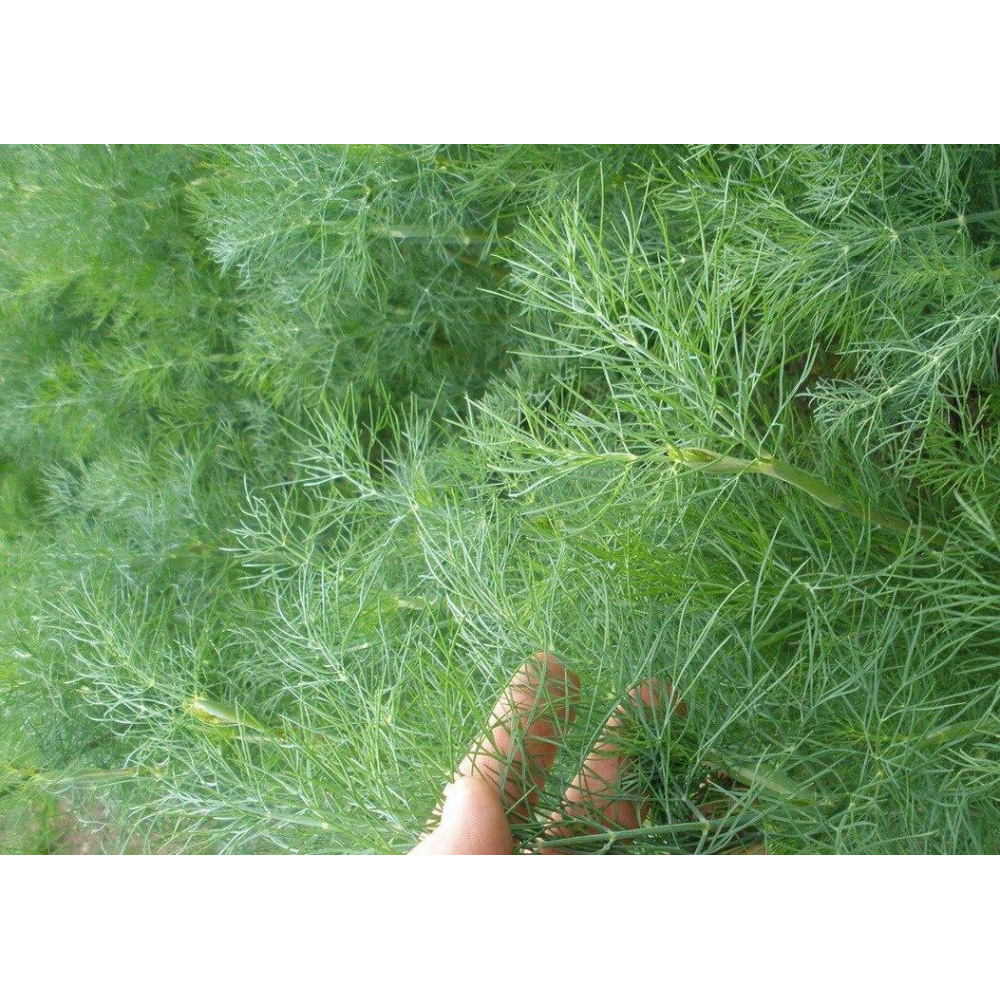 Кріп Борода Монаха 10г