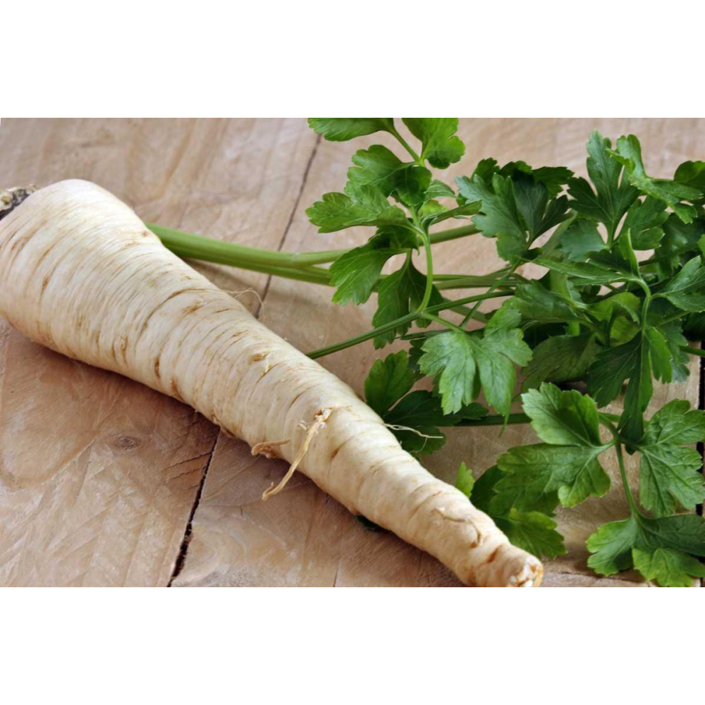 Петрушка коренева Берлінська 2г