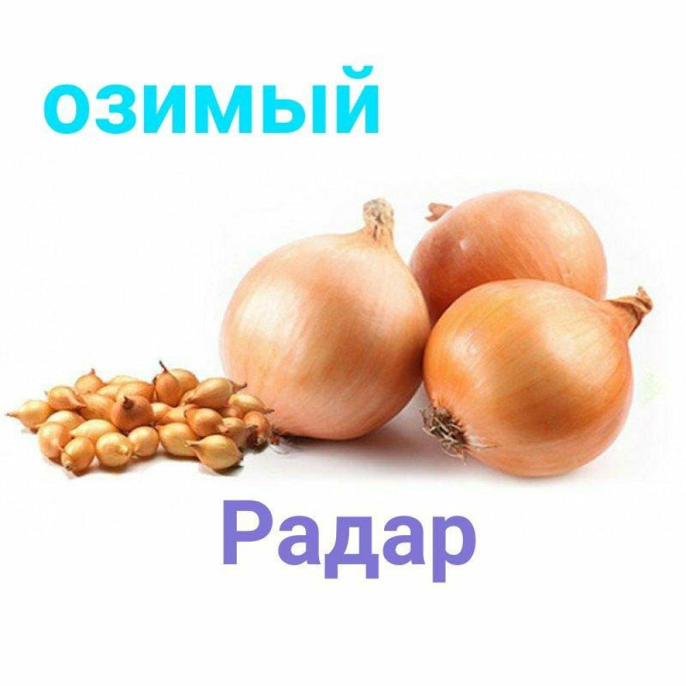 Цибуля сіянка озима Радар (Рейдер) 8/21 1кг / Broer