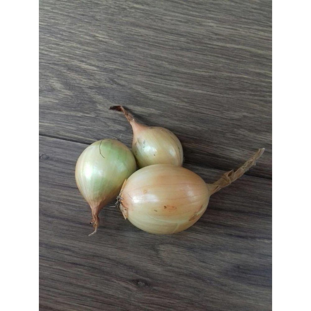 Цибуля сіянка озима Радар (Рейдер) 8/21 1кг / Broer